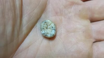 El hallazgo de un diente evidencia que los denisovanos llegaron al sudeste asiático
