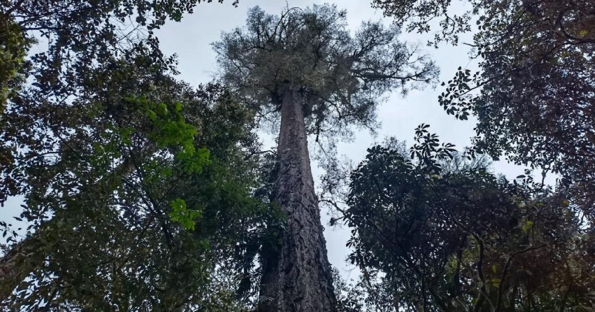 Hallan en Tíbet árbol más alto de la parte continental de China