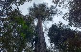 Hallan en Tíbet árbol más alto de la parte continental de China