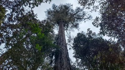 Hallan en Tíbet árbol más alto de la parte continental de China