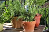 5 plantas que alejarán a las cucarachas de tu hogar