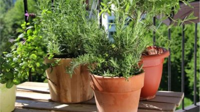 5 plantas que alejarán a las cucarachas de tu hogar