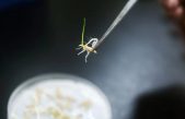 Investigadores comienzan a plantar semillas cultivadas en el espacio a bordo de Shenzhou-13