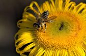 Día Mundial de las Abejas