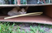 ¿Por qué los gatos aman las cajas?