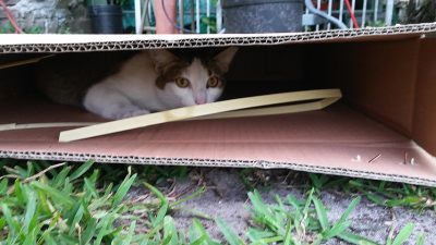 ¿Por qué los gatos aman las cajas?