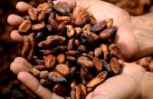 Transforman un residuo del cacao en materia prima para la elaboración de cosméticos