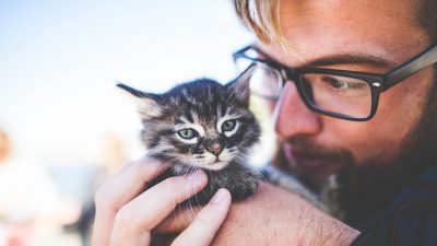 Los lazos de unión entre gatos y humanos son más fuertes de lo que se creía