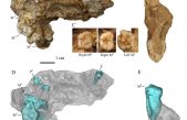 El ‘Homo erectus’ de Gongwangling pudo ser el el primer poblador de China