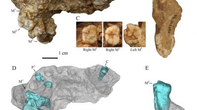 El ‘Homo erectus’ de Gongwangling pudo ser el el primer poblador de China