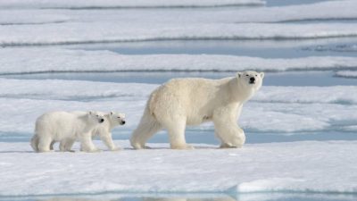 Una población de osos polares desconocida vive aislada con acceso limitado al hielo marino
