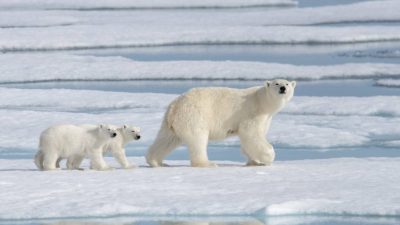 Una población de osos polares desconocida vive aislada con acceso limitado al hielo marino