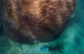 Así es Muga dhambi: el coral gigante de 400 años de edad en el Gran Arrecife de Australia