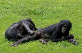 Los bonobos nos heredaron su carácter apacible a nivel evolutivo, revela un estudio