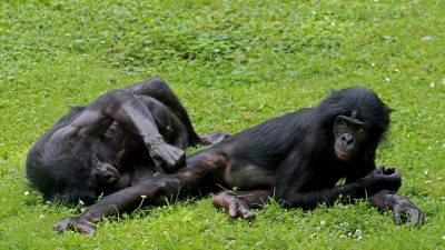 Los bonobos nos heredaron su carácter apacible a nivel evolutivo, revela un estudio