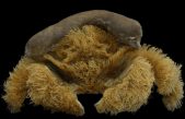 Descubren a un simpático cangrejo peludo (usando una esponja como sombrero) en playas de Australia