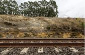 Brasil: descubren un bosque fosilizado de 290 millones de años