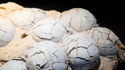Encuentran un huevo fosilizado de dinosaurio dentro de otro huevo