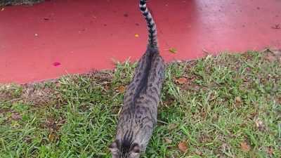 Los gatos se protegen contra las plagas de insectos al dañar ciertas plantas