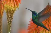 El gran significado que tenía el colibrí entre las culturas prehispánicas