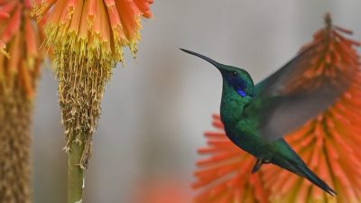 El gran significado que tenía el colibrí entre las culturas prehispánicas