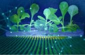Los investigadores desarrollan una nueva forma de cultivar sin luz solar