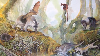 Este es el nuevo género de canguro gigante prehistórico de Papúa Nueva Guinea
