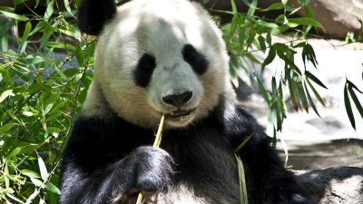 Los pandas desarrollaron un dedo ‘extra’ para comer bambú hace 6 millones de años
