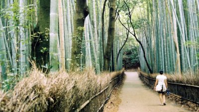 Qué es la inmersión forestal, la práctica japonesa de caminar en silencio por los bosques