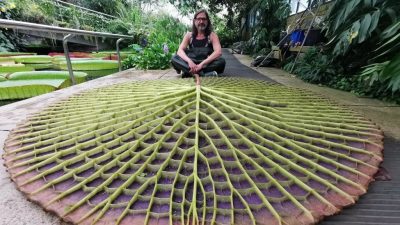 El nenúfar gigante que se escondía a plena vista