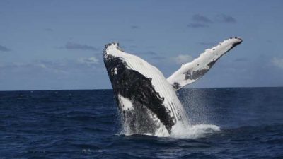 Asombrosa transmisión cultural entre ballenas