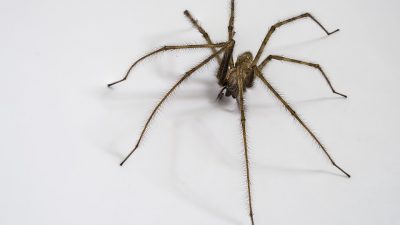 Por qué no deberías de matar a las arañas que encuentras en casa