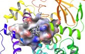 Identificada una molécula capaz de estimular la reparación del daño oxidativo del ADN