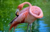 Por qué los flamencos son rosados y cuál es su su curiosa relación con el ave fénix