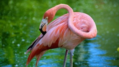 Por qué los flamencos son rosados y cuál es su su curiosa relación con el ave fénix