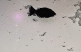 Peces robóticos comedores de microplásticos podrían limpiar los océanos de estos peligrosos contaminantes