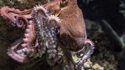 El origen de la gran inteligencia del pulpo, tras su parecido molecular con el cerebro humano