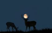 Cuándo y cómo ver la Superluna de Ciervo, una de las cuatro superlunas consecutivas de este verano