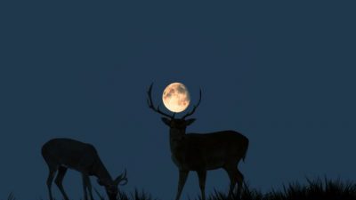 Cuándo y cómo ver la Superluna de Ciervo, una de las cuatro superlunas consecutivas de este verano