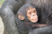 Captan a chimpancés haciendo pozos en la selva, para filtrar agua limpia en África