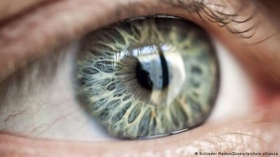 Científicos identifican un gen que podría ser crucial para tratar la pérdida de la visión