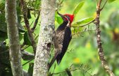 Por qué el pájaro carpintero no se destroza el cerebro a golpes