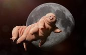Tardígrados, los animales que pueden sobrevivir a casi todo