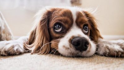 Día Mundial del Perro