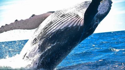 Día Mundial de las Ballenas y los Delfines