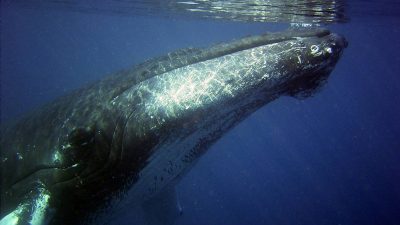 Las ballenas jorobadas ‘se pasan’ canciones con poblaciones de otras regiones