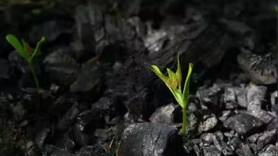 De crecer bajo tierra a autopodarse: los secretos de las plantas para sobrevivir a las llamas