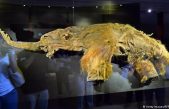 Células de mamut trasplantadas a ratones muestran “actividad biológica” luego de 28.000 años