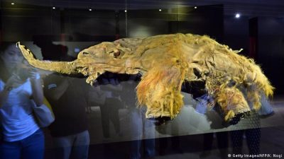 Células de mamut trasplantadas a ratones muestran “actividad biológica” luego de 28.000 años