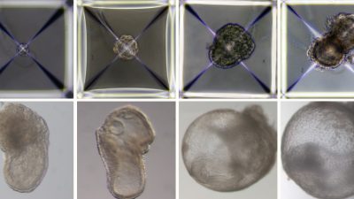 Embriones sintéticos de ratón abren posibilidad de crear órganos para trasplantes